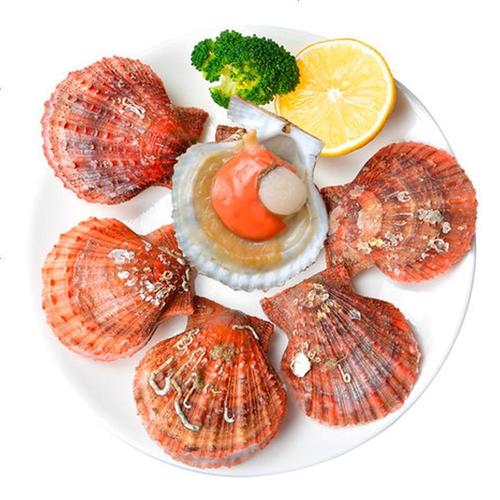 活鲜三座海扇贝鲜活1500g烟台红扇贝鲜活贝壳类海鲜生鲜贝类火锅食材