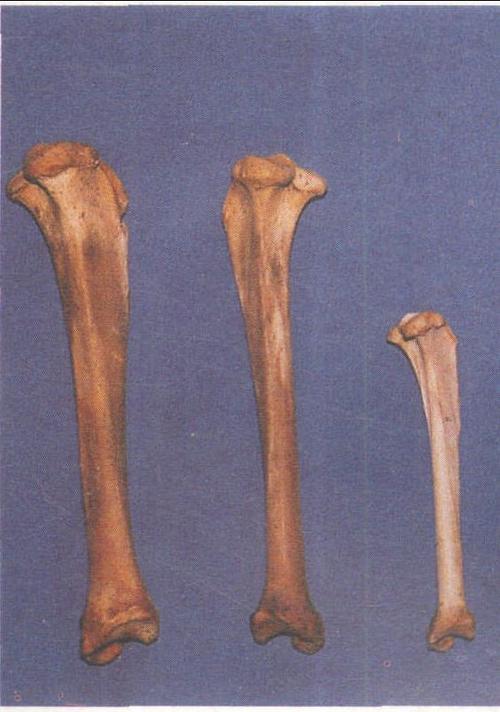 图709 豹胫骨(左:金钱豹;中:雪豹;右:云豹)