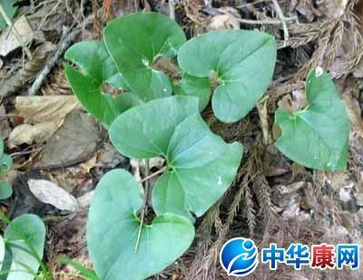 杜衡的药用功效