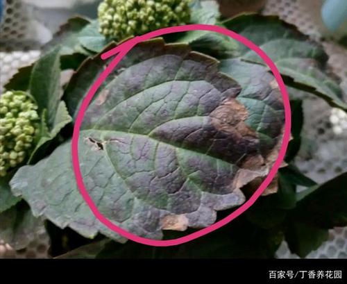 闷根肥伤晒伤病虫害!绣球