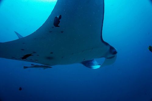 manta (魔鬼鱼)