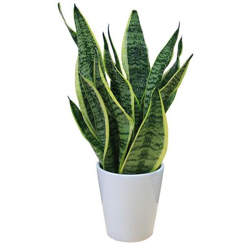 虎皮兰虎尾兰小盆栽办公室室内绿植客厅卧室净化空气甲醛植物花卉