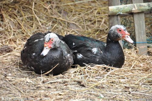 非洲雁多少钱一斤