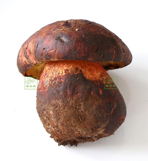 云南特产野生新鲜红牛肝菌特级紫葱菌201