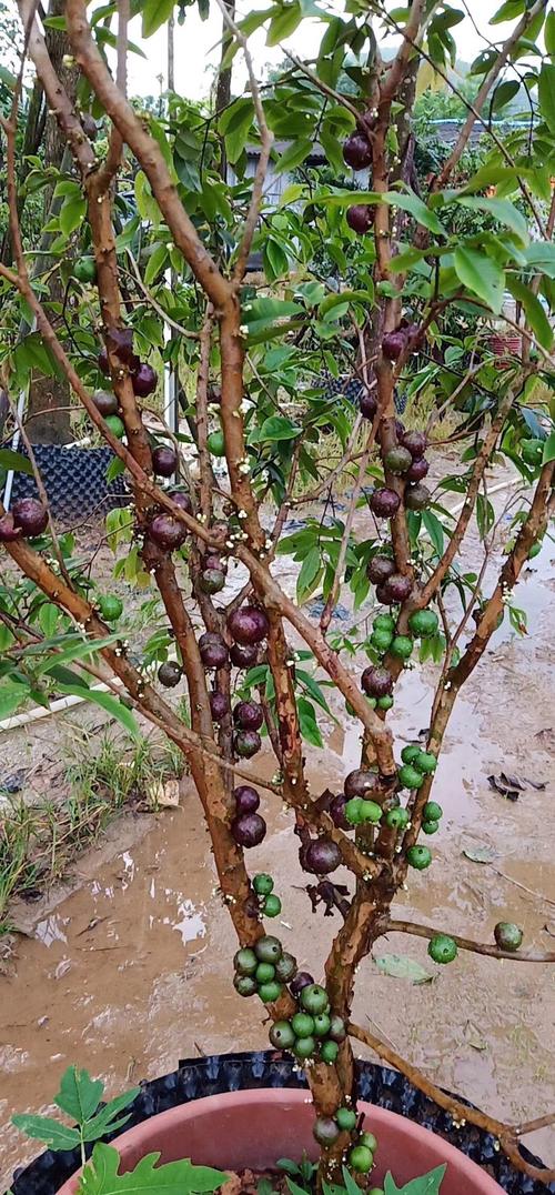 供应四季嘉宝果树苗,四季红妃嘉宝果树苗批发