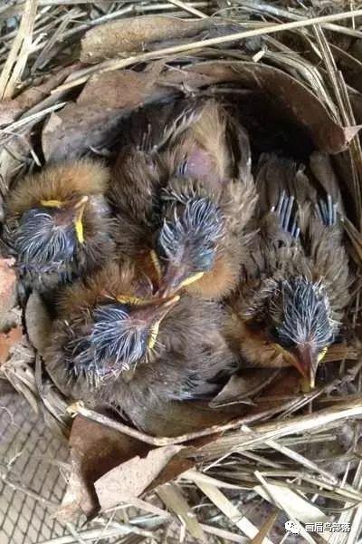 春暖花开,画眉雏鸟就要来了,下面就画眉雏鸟饲养和