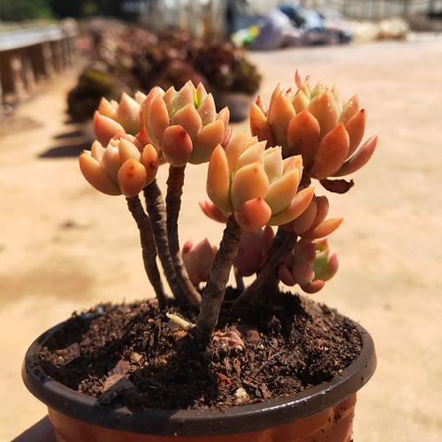 果冻马库斯小老桩多肉植物整桩群生控养小萌肉新手好玩盆栽花卉