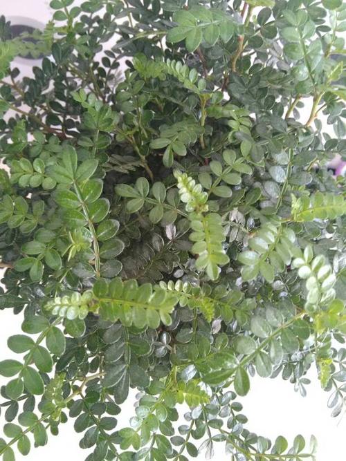 这个花是清香木吗_百度知道