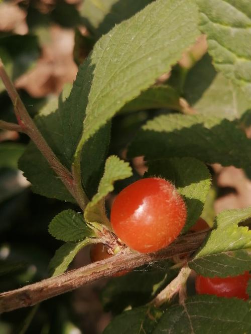 毛樱桃九龙山群系