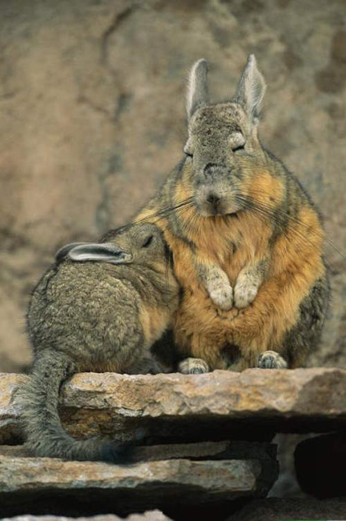 兔鼠,永远都是一副刚刚睡醒的样子,萌萌哒