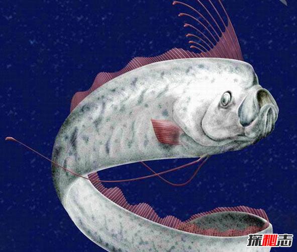 世界最长的鱼龙王鱼最长76米曾被认为是真龙