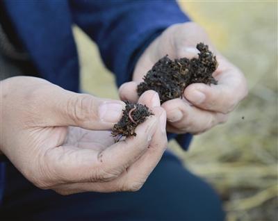 小蚯蚓引出致富路