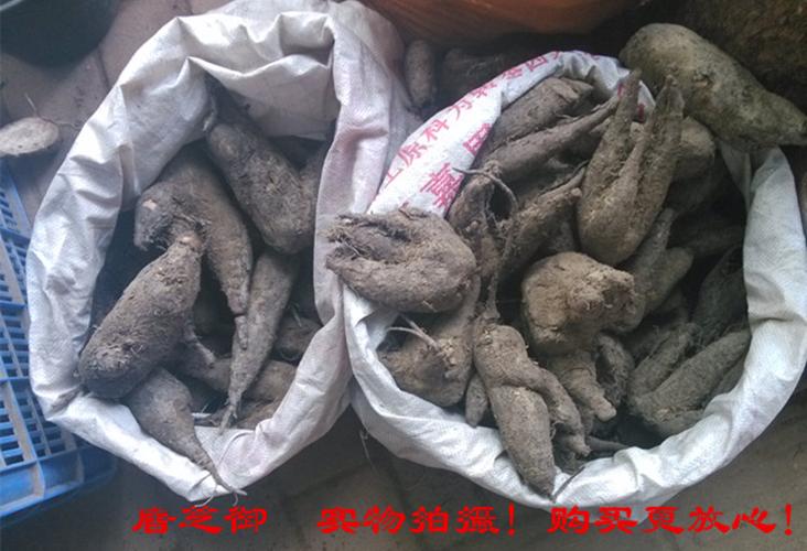 新鲜野生入地老鼠中药材钻地老鼠根紫茉莉根花粉头白花参