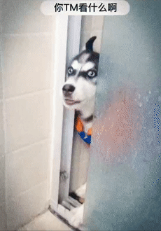 哈士奇:你以为我叼你啊?出来单挑啊