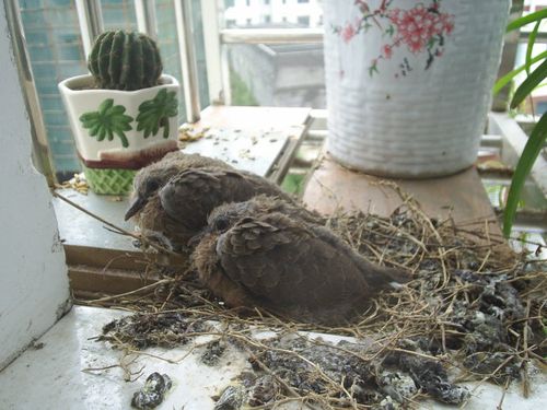 斑鸠是什么鸟在你家阳台做窝有什么兆头还有是不好:  斑鸠