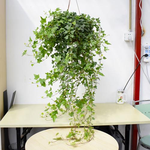 常春藤盆栽室内吸甲醛绿植垂吊兰四季长青金枫心形长青藤水培植物