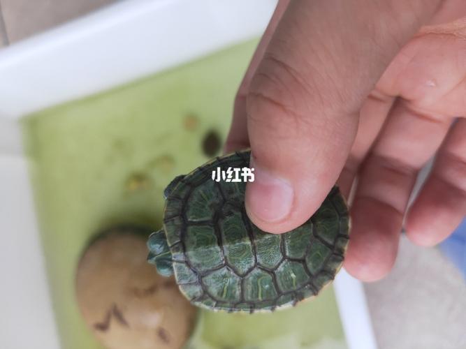 乌龟是在脱壳嘛?_乌龟_宠物_宠物其他