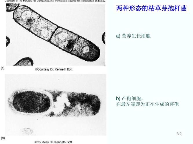所有分类 自然科学 生物学 分子生物学ppt  两种形态的枯草芽孢杆菌 a