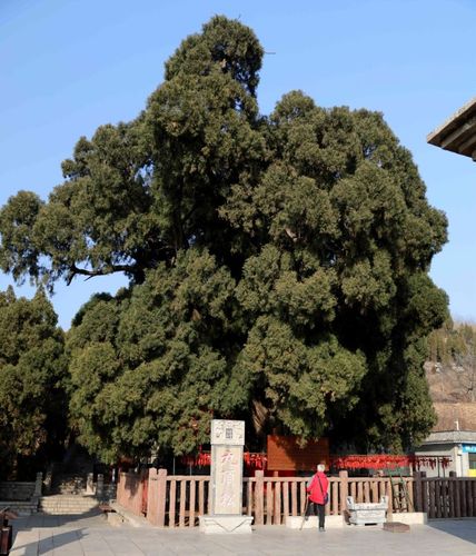 四门塔旁九顶松:佛座石刻:住持福胜宝……北方微妙声佛:西方阿弥陀佛