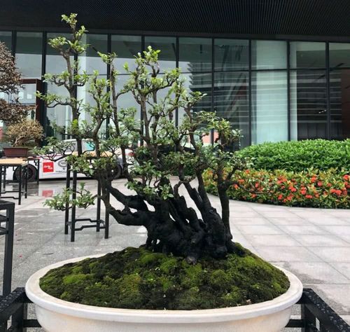 养护黑骨茶盆景,注意5个事项,不黄叶卷叶,枝繁叶茂好