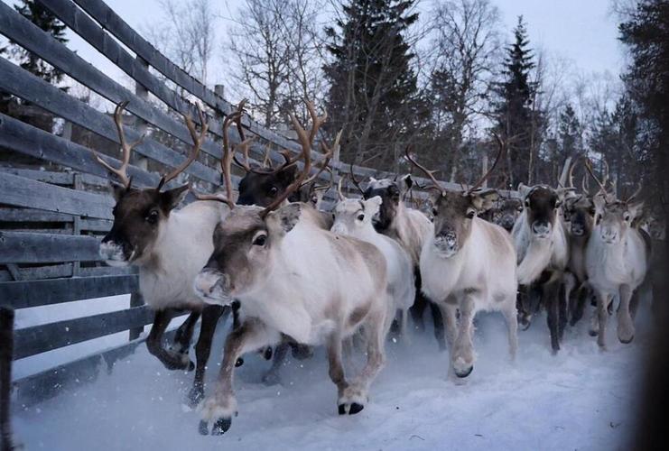 挪威驯鹿辐射超标30年 受切诺贝利核泄漏影响
