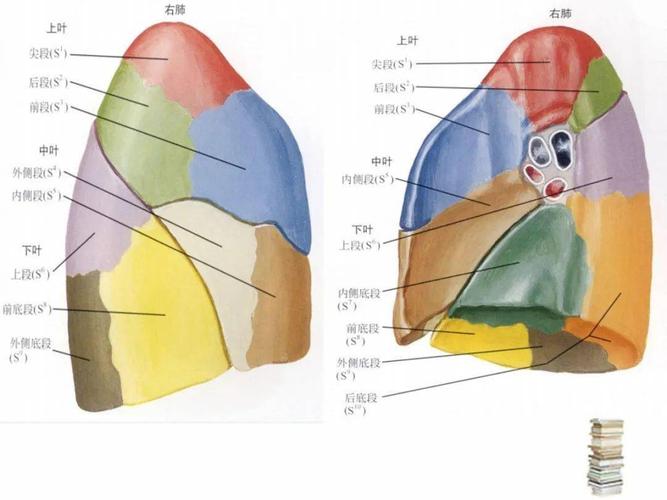 肺段支气管及亚段支气管