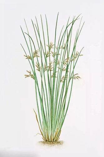 它虽然轻,清心降火,利尿通淋的作用却很强|灯心草