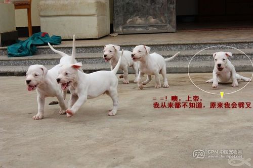 小杜高40天的可爱照片