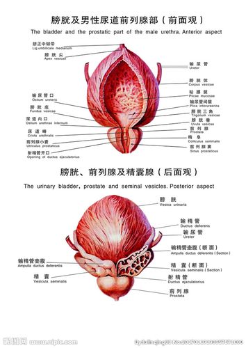 膀胱前列腺及精囊腺解剖图图片