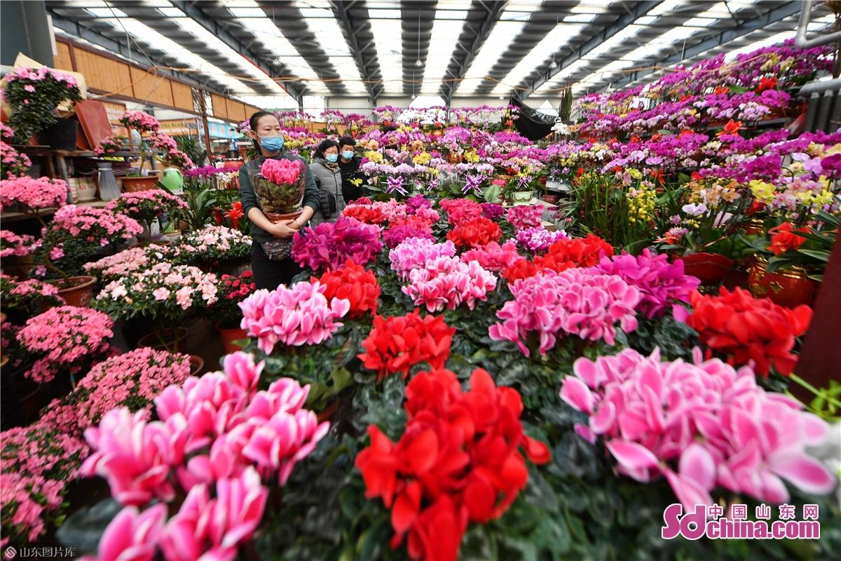  br/> 春节临近,山东省青岛市城阳区花木市场摆放的盆栽花卉满厅盛放
