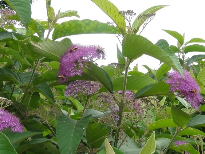 紫珠叶提取物 紫珠叶速溶粉 包邮