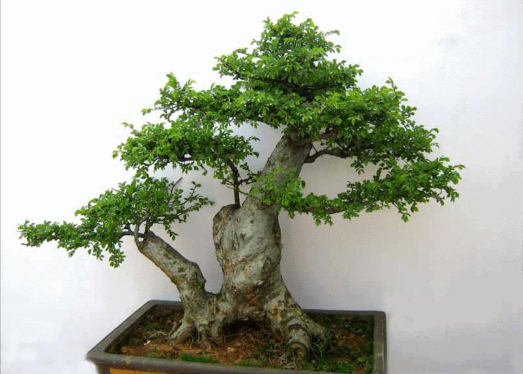 野外有哪些树种适合做成盆景常见的5种树木做成盆景各有千秋