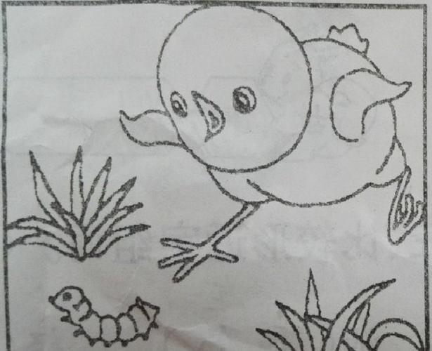 写话练习——小鸡捉虫