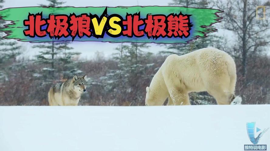 北极狼vs北极熊,狼能捕杀到北极熊嘛?精彩的一幕被镜头拍下来!