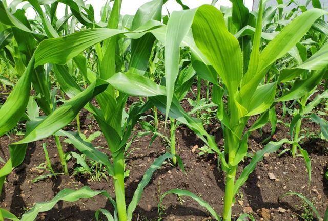 呼伦贝尔地区玉米缺苗,苗弱是怎么回事,查找原因及时补救