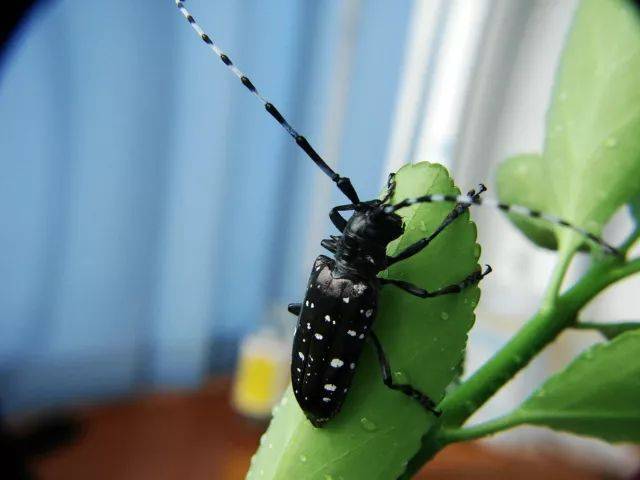 柑桔光盾绿天牛