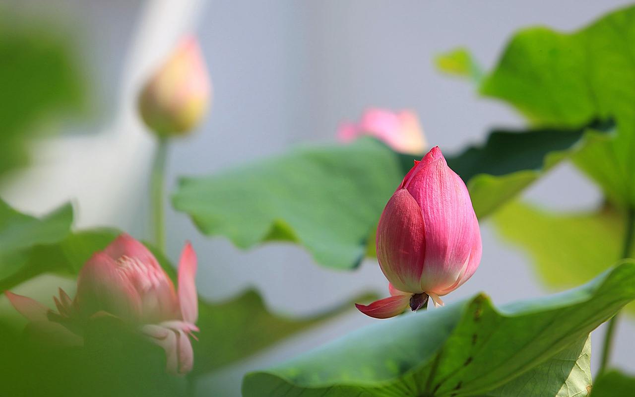 静谧荷花唯美高清桌面壁纸