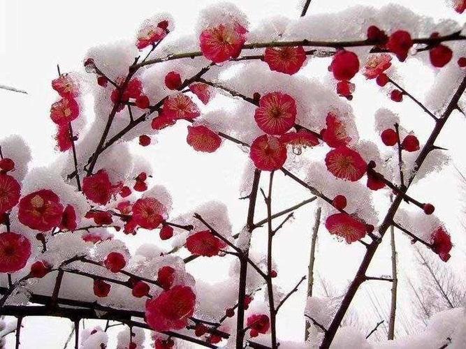 红梅赞