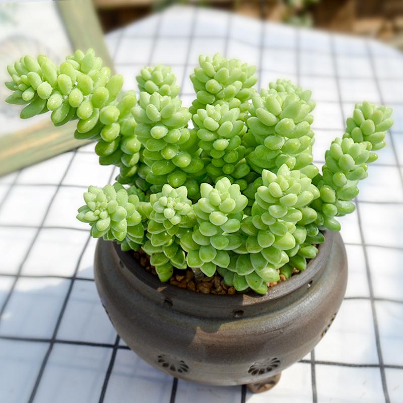 玉坠室内桩肉养老大颗花卉绿植植物多肉易爆多肉植物