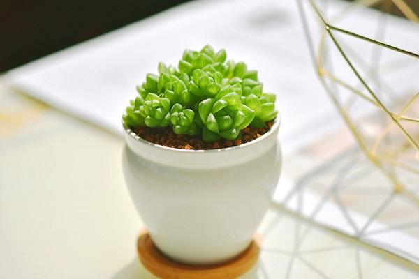 玉露多肉植物怎么养 哪些条件要满足