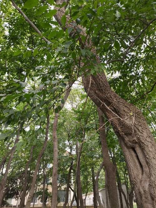 "南药北移"的老杜仲树被活剥树皮,如今又再重生