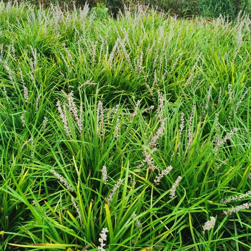 麦冬便宜处理了