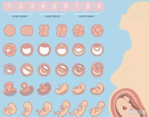 怀孕两个月,胎儿是什么样的呢?妈妈们看了就知道
