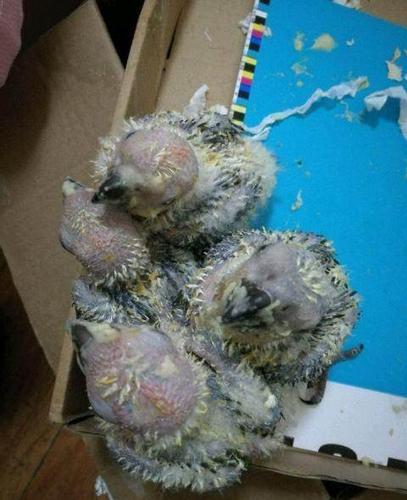 金太阳鹦鹉雏鸟