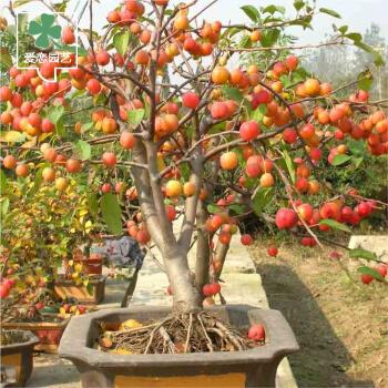 【买二送一】 当年结果 耐寒盆栽果树苗 樱桃树苗 葡萄苗 猕猴桃苗