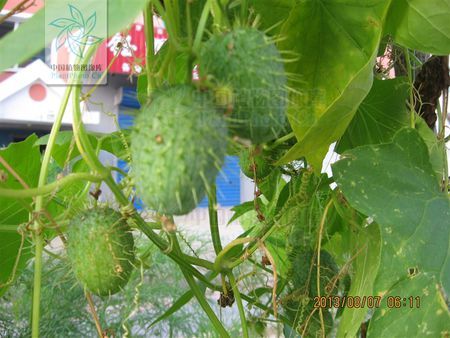 刺儿瓜 bolbostemma biglandulosum(hemsl.