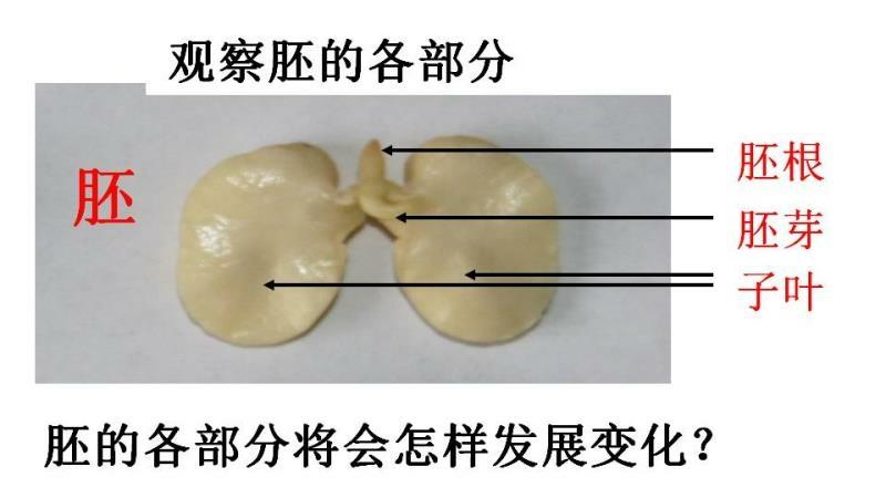通过解剖我们发现蚕豆种子分种皮和胚两部分.而且蚕豆是双子叶植物呀!