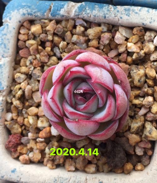 非常失望的品种之一:牡丹亭_补光灯_多肉控_家居家装