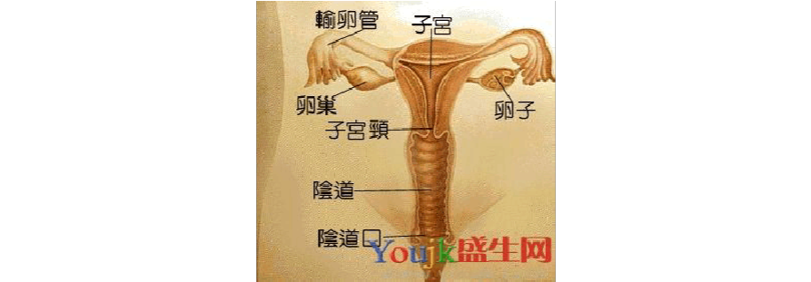 女性人体结构图——子宫结构图