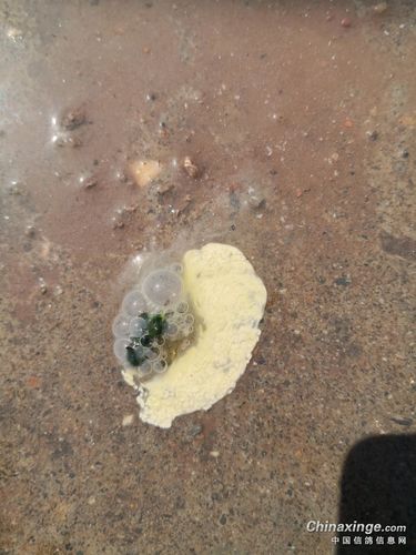 孵蛋母鸽这样粪便